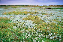 Sea wormwood in flower {Artemisia maritima} Texel, The Netherlands.