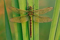 Emperor dragonfly {Anax imperator} Belgium