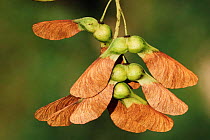 Sycamore seeds on tree {Acer pseudoplatanus} Belgium.