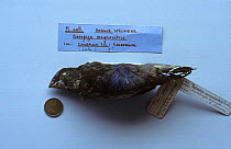 Large ground finch (Geospiza magnirostris) one speciment brought back from Galapagos by Darwin, British museum, London, UK