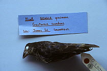 Cactus ground finch (Geospiza scandens) specimen from Galapagos brought back by Darwin, British museum, London, UK