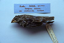 Ground finch (Geospiza strenua) specimen brought back from Galapagos by Darwin, British museum, London, UK