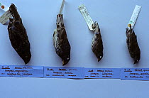 Variety of Darwins's Ground finches brought from Galapagos (Geospiza spp) British museum, London, UK