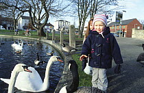 Child with swans, geese and duck at village pond, Yorkshire, UK