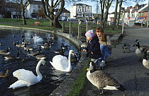 Child with swans, geese and duck at village pond, Yorkshire, UK