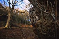 Tawny owl {Strix aluco} roosting in a Yorkshire woodland, UK