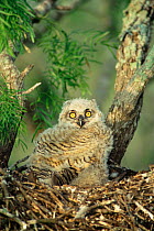 Young Great horned owl chick in nest {Bubo virginianus} Rio Grande Valley Texas USA.