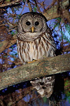 Barred owl in tree {Strix varia} Corkscrew Swamp Sanctuary Florida USA.