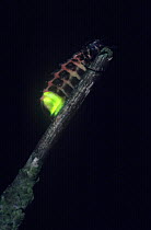 Glow worm beetle female glowing {Lampyris noctiluca} UK