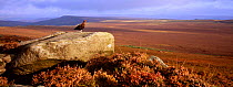 Red grouse {Lagopus lagpus scoticus} on rock overlooking moorland Scotland