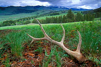 Shed antlers of Elk {Cervus elaphus} in Lamar valley, Yellowstone, USA