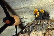 Barn swallow flies from nest under eaves {Hirundo rustica} Belgium