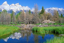 Dam constructed by American beaver {Castor canadensis} Grand Teton National Park, Wyoming, USA
