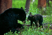 Female Black bear with cub {Ursus americanus} Yellowstone, Wyoming, USA