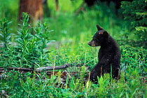 Black bear cub {Ursus americanus} Yellowstone, Wyoming, USA