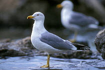 California gull {Larus californicus} Grand Teton, Wyoming, USA
