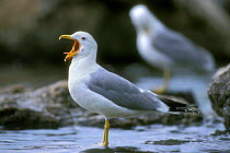 California gull calling {Larus californicus} Grand Teton, Wyoming, USA
