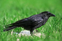 Carrion crow {Corvus corone} feeding on dead rabbit, Belgium