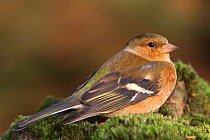 Female Chaffinch on ground {Fringilla coelebs} Belgium
