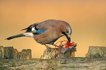 Jay feeding on chick {Garrulus glandarius} Belgium