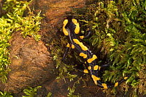 European salamander {Salamandra salamandra} Belgium