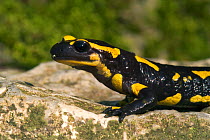 European salamander portrait {Salamandra salamandra} Belgium
