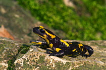 European salamander on rock {Salamandra salamandra} Belgium