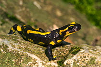 European salamander on rock {Salamandra salamandra} Belgium