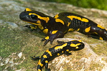 European salamander with young {Salamandra salamandra} Belgium