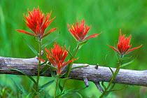 Scarlet / giant red paintbrush flowers {Castilleja miniata} USA Yellowstone NP