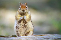 Golden mantled ground squirrel {Spermophilus lateralis} Yellowstone, USA