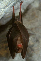 Greater horseshoe bat roosting {Rhinolophus ferrumequinum} Belgium