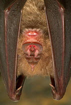 Face of Greater horseshoe bat {Rhinolophus ferrumequinum} Belgium