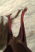 Feet of Greater horseshoe bat roosting in cave {Rhinolophus ferrumequinum}