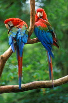 Pair of Green winged macaws {Ara chloroptera} captive