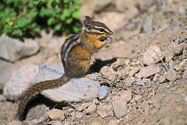 Least chipmunk feeding {Eutamias minimus} Yellowstone, USA
