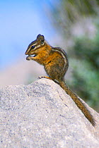 Least chipmunk feeding portrait {Eutamias minimus} Yellowstone NP, USA