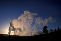 Old Faithful geyser erupting at sunset, Yellowstone National Park, Wyoming, USA