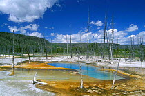Opalescent pool, Old Faithful area, Yellowstone, Wyoming, USA