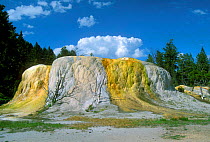 Orange spring mound, Mammoth hot springs, Yellowstone, Wyoming, USA