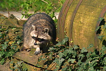 Raccoon beside barrel {Procyon lotor} captive