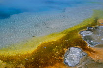 Tthermophile mats formed by algae, bacteria and other heat loving micro-organisms, Black Sand Basin, Yellowstone National