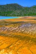 Thermophile mats formed by algae, bacteria and other heat loving micro-organisms, Black Sand Basin, Yellowstone, USA