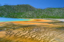 Thermophile mats formed by algae, bacteria and other heat loving micro-organismsms, in hot springs Black Sand Basin, Yellowstone, USA