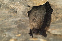 Whiskered bat hibernating in cave {Myotis mystacinus} Belgium