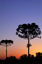 Monkey puzzle trees at dusk {Araucaria araucana}, Iguazu, Argentina.