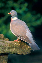 Wood pigeon perched {Columba palumbus} Belgium