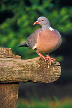 Wood pigeon perched {Columba palumbus} Belgium