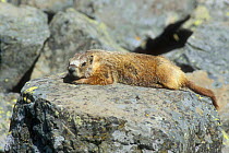 Yellow bellied marmot basking on rock {Marmota flaviventris} Yellowstone, USA