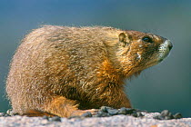 Yellow bellied marmot {Marmota flaviventris} Yellowstone, USA